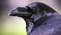 A birdie no golfer wants