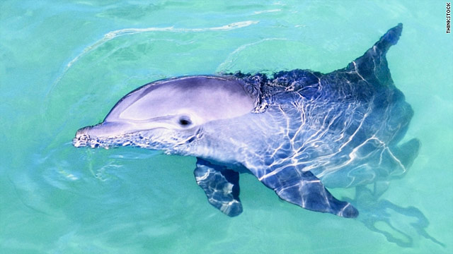 Jack Kassewitz of SpeakDolphin is working on using the iPad as a language interface for marine mammals.