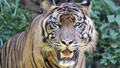 New campaign aims to save tigers