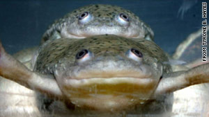 One of these copulating frogs, both genetically male, has been feminized by exposure to atrazine, says a new study.