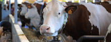Mega-dairies: Solution or problem?