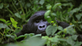 African gorillas face extinction by 2020s