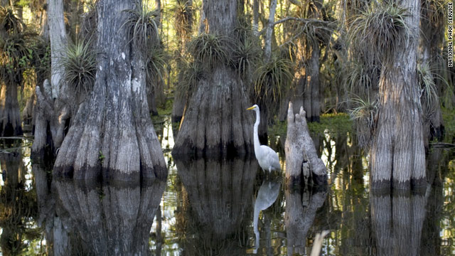Florida's Everglades include 1.5 million acres of marshes, estuaries, and prairies.
