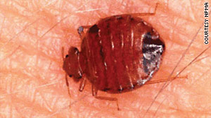 The National Pest Management Association reports an 81 percent increase in bedbug calls since 2000.