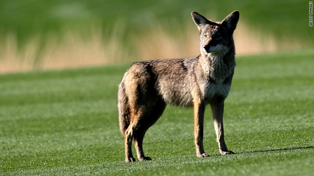 This coyote was photographed out West, but they are becoming more frequently spotted in Manhattan of all places.