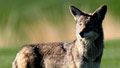 Coyotes looking to settle down in NYC?