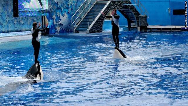 Trainers at SeaWorld are taught to reinforce the whales' good behavior with rewards and to not react at all to bad behavior.