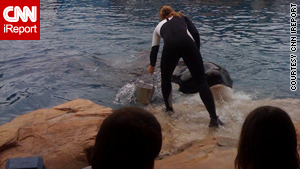 Trainer Dawn Brancheau interacts with a killer whale before Wednesday's accident at SeaWorld.
