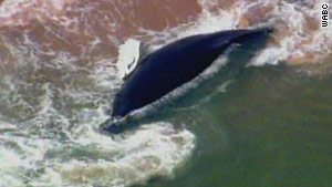The beached baby humpback whale was euthanized Friday morning.