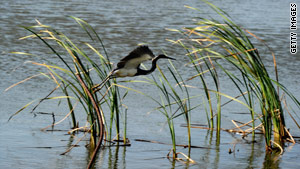 Conservation groups say birds, now in the prime breeding season, are especially at risk.