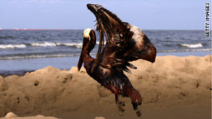 A brown pelican coated in oil tries to take flight in East Grand Terre Island, Louisiana,  on June 4.