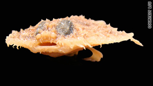 The Louisiana pancake batfish lives 1,500 feet below the surface and plays an important role in the food chain.