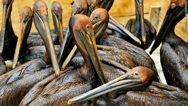 http://i.cdn.turner.com/cnn/2010/US/06/15/louisiana.brown.pelican/t1larg.pelicans.new.cnn.jpg