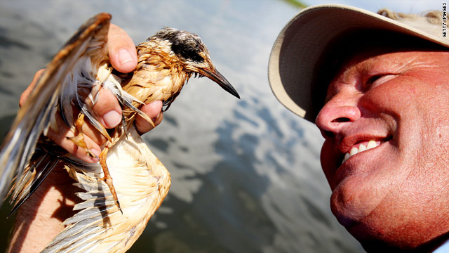 Plaquemines Parish Coastal Zone Director P. J. Hahn holds up an oil-stained bird in Long Bay, west of Port Sulpher, Louisiana.