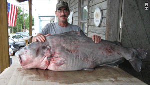 world record flathead catfish noodling