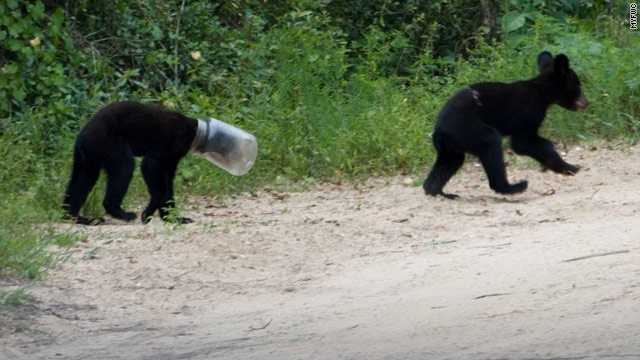 Florida Bear Rescued After Getting Head Stuck In Jar 