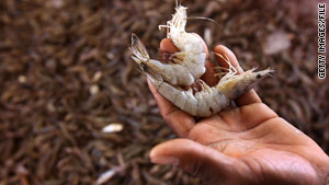 The industry is hoping shrimp caught now are bigger than the ones harvested early from the Gulf of Mexico in May.