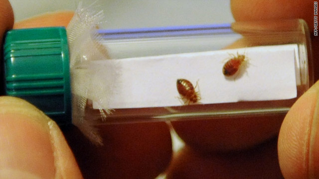 Bedbugs generally live within 20 feet of their hosts and avoid light. You can find them behind headboards and under baseboards.