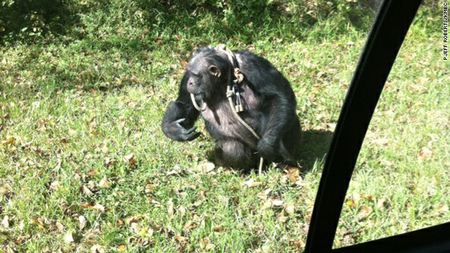t1larg.monkey.cnn.jpg