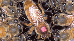 africanized killer bees africanized killer bees
