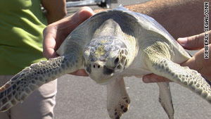 Kemp's ridley turtles were among those released into the wild off Florida in August.