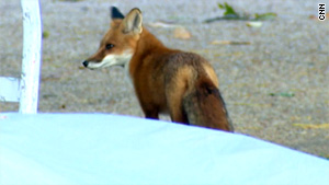 Sly people are often said to be found on Capitol Hill, but a fox is an unusual sight.