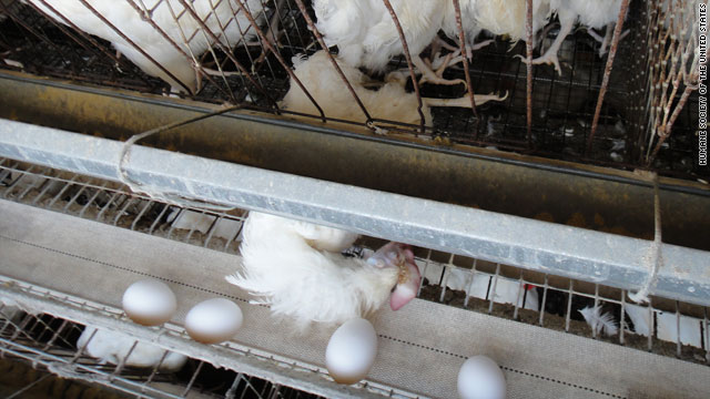 The Humane Society says its undercover video shows a dead bird as eggs roll by inches away on a conveyer belt.