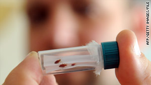 story.bedbugs.afp.gi.jpg