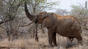 An elephant in Kenya trampled and killed an American woman and her baby daughter, a wildlife spokeswoman said.