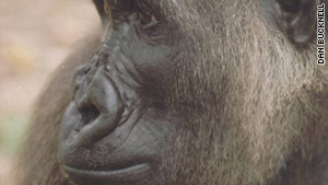 In search of world's rarest gorilla 