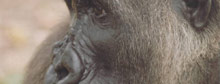 Inside Nigeria's rainforest