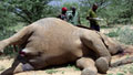 Bid to reopen ivory trade rejected