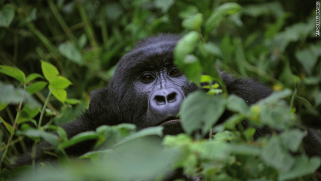A gorilla looks on while relaxing in a clearing on the slopes of Mount Mikeno in the Virunga National Park on November 28, 2008.