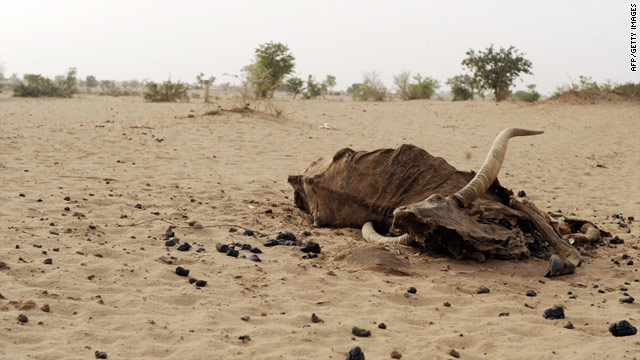 A bull carcass is evidence of Niger's food shortages.