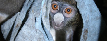 Preserving the Nigerian rainforest