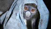 Preserving Nigeria's rainforest