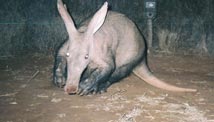 Cameras capture biodiversity fall