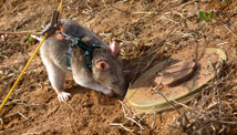 Giant rats sniff out land mines