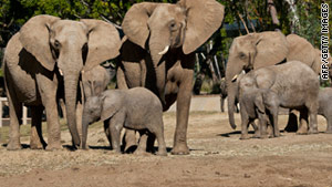 Researchers have discovered that Africa elephants are two distinct species.