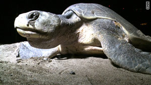 There are seven sea turtle species worldwide, and six of them lay eggs on Mexican shorelines.