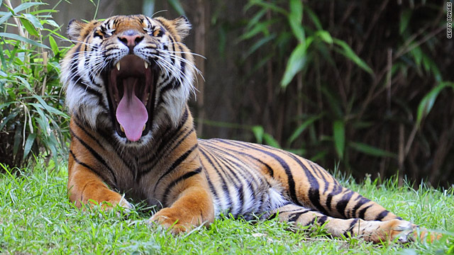 The WWF and TRAFFIC say that there are yawning gaps in U.S. regulation of tiger ownership which could fuel illegal trade.