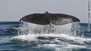 Sunburn Whales