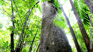 Brazil auctions Amazon for logging