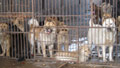 Inside China's cat and dog meat market