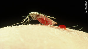 Bloody meal: An Anopheles stephensi mosquito feeding on a human host.
