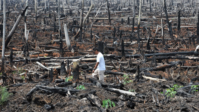 A Greenpeace campaigner walks through destroyed peatlands in Indonesia in October 2009.