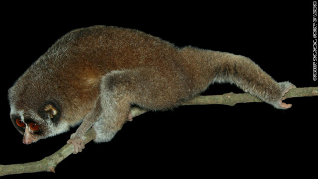 The Horton Plains slender loris has never been photographed before -- and only seen four times since 1937.