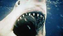 'Jaws' couple fight to save sharks