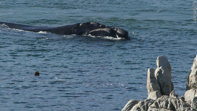 person riding a whale