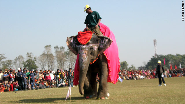 Winner Chanchalkali struts before the crowd during Nepal's Elephant Beauty Pageant, part of the Chitwan Elephant Festival.